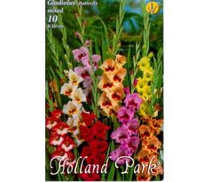 Gladiolus Butterfly - Mixed