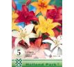 Lilium asiatic - mixed 5 ks