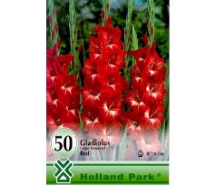 Gladiolus large flowered - red