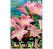 Amaryllis Belladonna