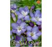 Freesia single - blue