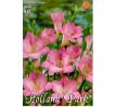 Freesia Single - Freesia Pink