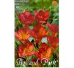 Freesia Single - Freesia Red
