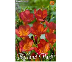Freesia Single - Freesia Red