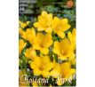 Freesia Single - Freesia Yellow