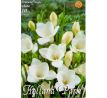 Freesia Single - Freesia White