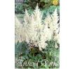 Astilbe - white