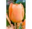 Tulipa Single Early - Apricot Beauty / 10ks v balení