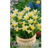 Narcissi Botanical - Jack Snipe