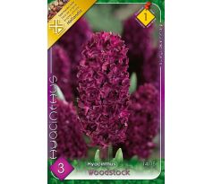 Hyacinthus - Woodstock / 3ks v balení