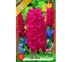 Hyacinthus - Jan Bos - 3ks v balení