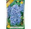Hyacinthus - Delft Blue / 3ks v balení