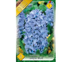 Hyacinthus - Delfts Blue / 3ks v balení