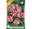 Tulipa - Peach Blossom / 10ks v balení