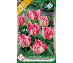 Tulipa - Peach Blossom / 10ks v balení