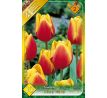 Tulipa - Kees Nelis / 10ks v balení
