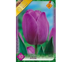 Tulipa - Attila / 10ks v balení