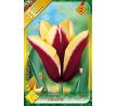 Tulipa - Gavota / 10ks v balení