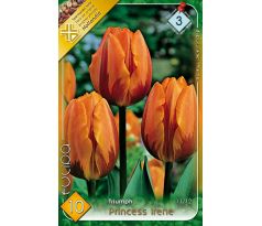 Tulipa -  Princess Irene / 10ks v balení