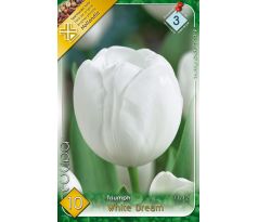 Tulipa - Triump White / 10ks v balení
