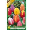 Tulipa Triumph -  mixed / 10ks v balení