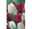 Tulipa Triumph -  Red & White / 10ks v balení