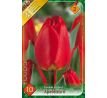 Tulipa - Apeldoorn / 10ks v balení
