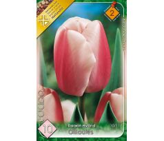 Tulipa - Ollioules / 10ks v balení