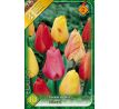 Tulipa Darwin Hybrid - mixed / 10ks v balení