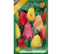 Tulipa Darwin Hybrid - mixed / 10ks v balení