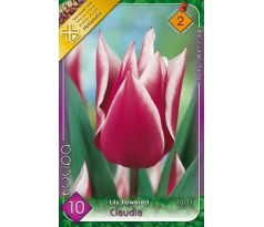 Tulipa - Claudia / 10ks v balení
