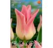 Tulipa - Elegant Lady / 10ks v balení