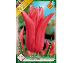 Tulipa - Mariette / 10ks v balení