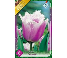 Tulipa - Canova / 8ks v balení