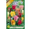 Tulipa Viridiflora - mixed / 10ks v balení