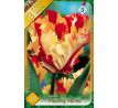 Tulipa - Flaming Parrot / 8ks v balení