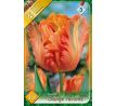 Tulipa Parrot - Orange Favourite