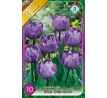 Tulipa - Blue Diamond / 10ks v balení