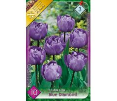 Tulipa - Blue Diamond / 10ks v balení