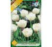 Tulipa - Mount Tacoma / 10ks v balení