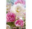 Tulipa Double late - Duo Pink & White / 8ks v balení