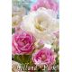 Tulipa Double late - Duo Pink & White / 8ks v balení