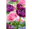 Tulipa Double late - Duo Purple & Pink / 8ks v balení