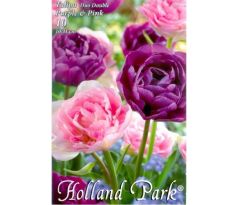 Tulipa Double late - Duo Purple & Pink / 8ks v balení