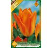 Tulipa - Orange Emperor / 10ks v balení