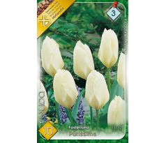 Tulipa - Purissima / 10ks v balení