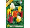 Tulipa Fosteriana - mixed / 10ks v balení