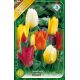 Tulipa Fosteriana - mixed / 10ks v balení