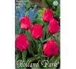 Tulipa Greigii - Oratorio