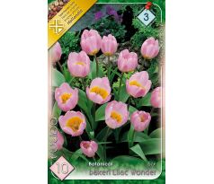 Tulipa Botanical - Bakeri Lilac Wonder / 10ks v balení
